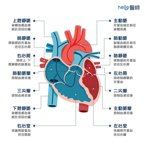 心臟旁邊是什麼|心臟